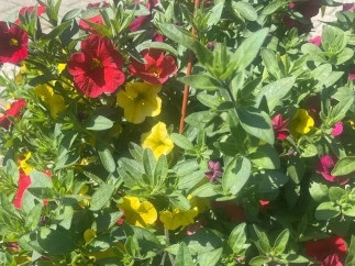 Rote und gelbe Blüten am Strauch