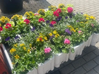 Bunte blühende Blumen in Pflanzschalen