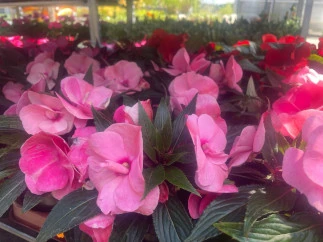 Rosane Blumenblüten