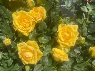 Gelber blühender Rosenstrauch